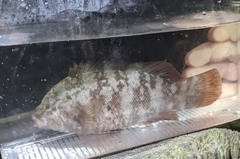Tautog photo 5