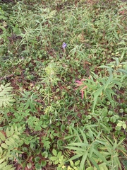 Aconitum delphiniifolium