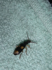 Macrocheilus bensoni