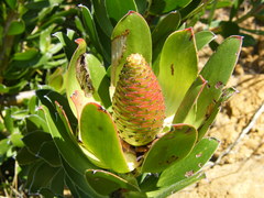 Leucadendron strobilinum
