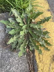 Taraxacum officinale