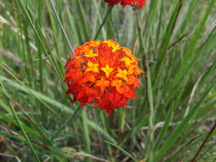 Gnidia chrysantha image