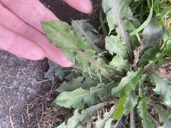Taraxacum officinale