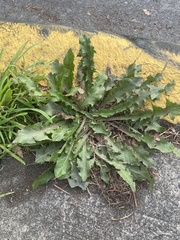 Taraxacum officinale