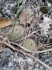 Mammillaria albilanata