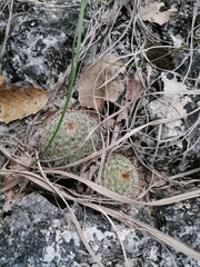 Mammillaria albilanata