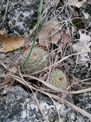 Mammillaria albilanata
