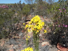 Euryops rehmannii