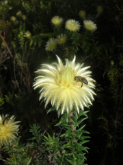 Phylica pubescens pubescens