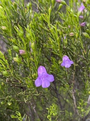 Eremophila ionantha
