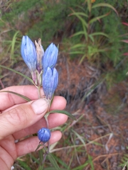 Gentiana triflora