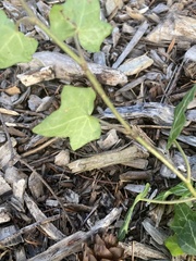 Hedera helix