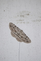 Stenoporpia pulmonaria