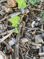 Hedera helix