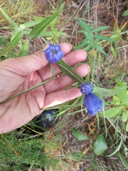 Gentiana triflora