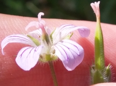Geranium asiaticum