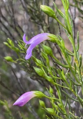 Eremophila ionantha