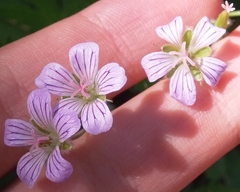 Geranium asiaticum