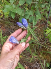 Gentiana triflora