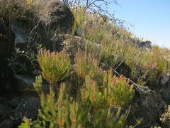 Leucadendron comosum comosum