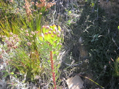 Leucadendron comosum comosum