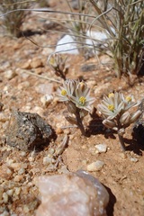 Albuca toxicaria