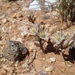 Albuca toxicaria - Photo (c) juddkirkel, some rights reserved (CC BY-NC)