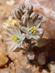 Albuca toxicaria