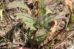Salvia dumetorum