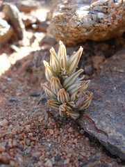 Eriospermum paradoxum