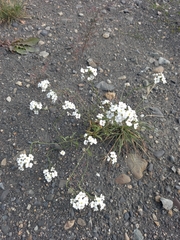 Dontostemon pinnatifidus