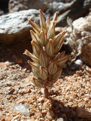 Eriospermum paradoxum