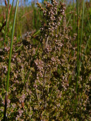 Erica hispidula hispidula