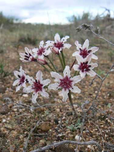 Hessea cinnamomea