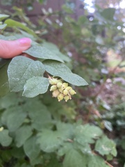 Symphoricarpos albus