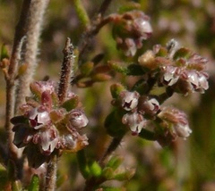Erica hispidula hispidula
