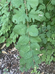 Symphoricarpos albus