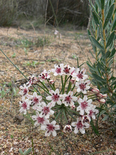 Hessea cinnamomea