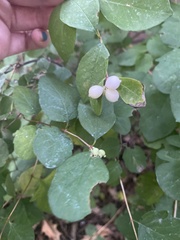 Symphoricarpos albus