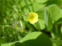 Oxalis laxa