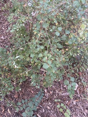 Symphoricarpos albus