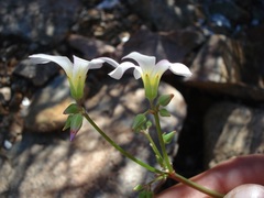 Oxalis rubricallosa