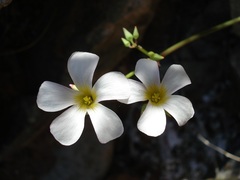 Oxalis rubricallosa