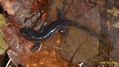 Hynobius leechii
