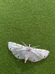 Pycnarmon