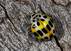 Psyllobora variegata