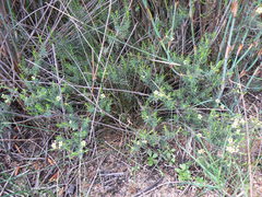 Diosma aspalathoides
