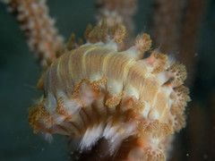 Hermodice carunculata