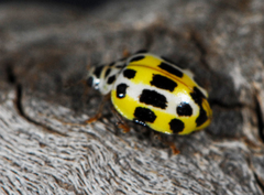 Psyllobora variegata