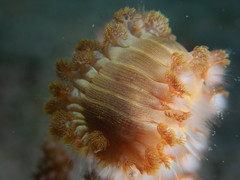 Hermodice carunculata